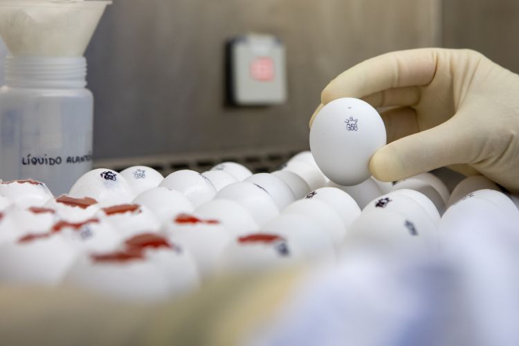 Ovos de galinha livre de patógenos específicos semiabertos em ambiente de laboratório